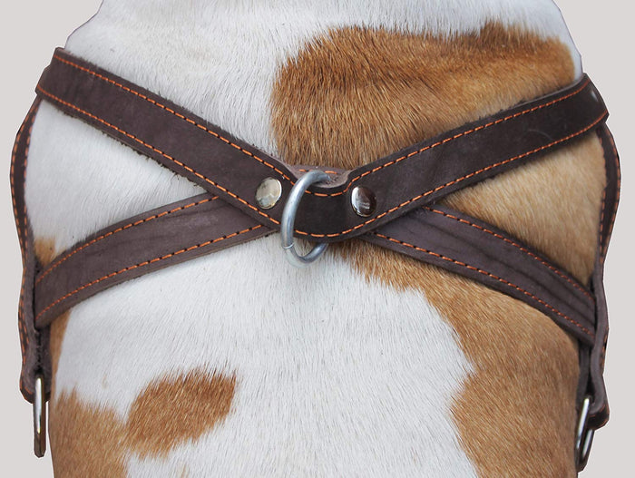 Brown Leather Dog Pulling Walking Harness Large. 31"-35" Chest, 1.5" Wide Straps