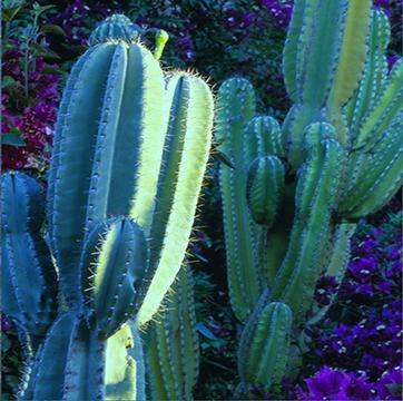 Cacti 62