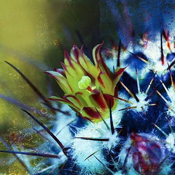 Cacti Drama Sq