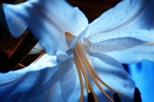 Cerulean Sanctuary Breeze