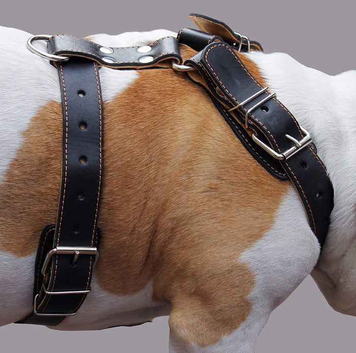 Genuine Leather Dog Harness. 31"-37" Chest, 1.5" Wide Straps, Rottweiler, Cane Corso, Mastiff