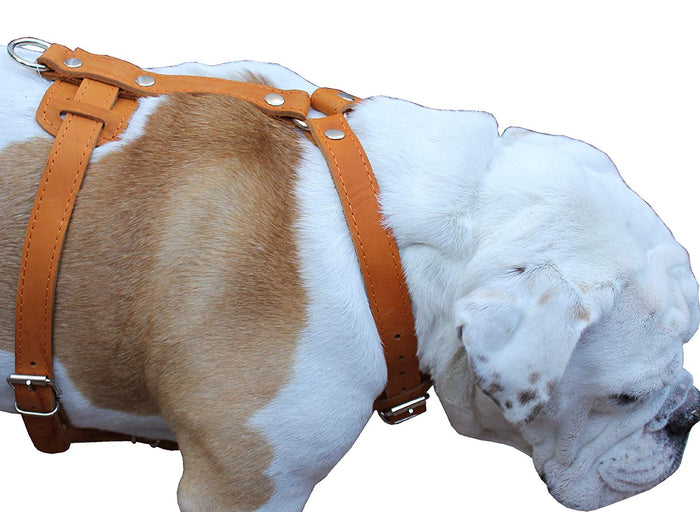 Genuine Leather Dog Harness, 33"-41" Chest, 1" Wide Straps Newfoundland, Great Dane