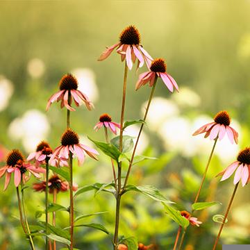 Heaven's Garden-sq