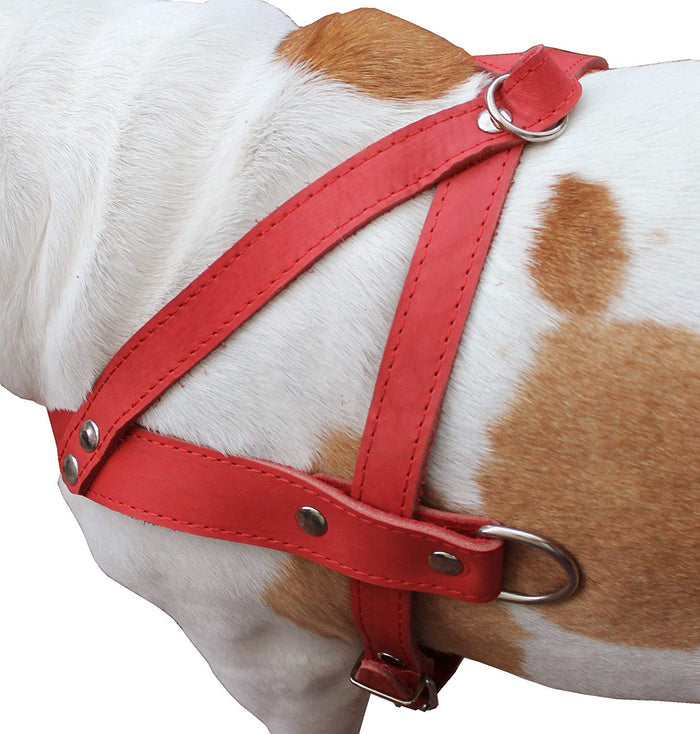 Leather Dog Pulling Walking Harness . 31"-35" Chest, 1.5" Wide Straps. Pitt Bull, Rottweiler