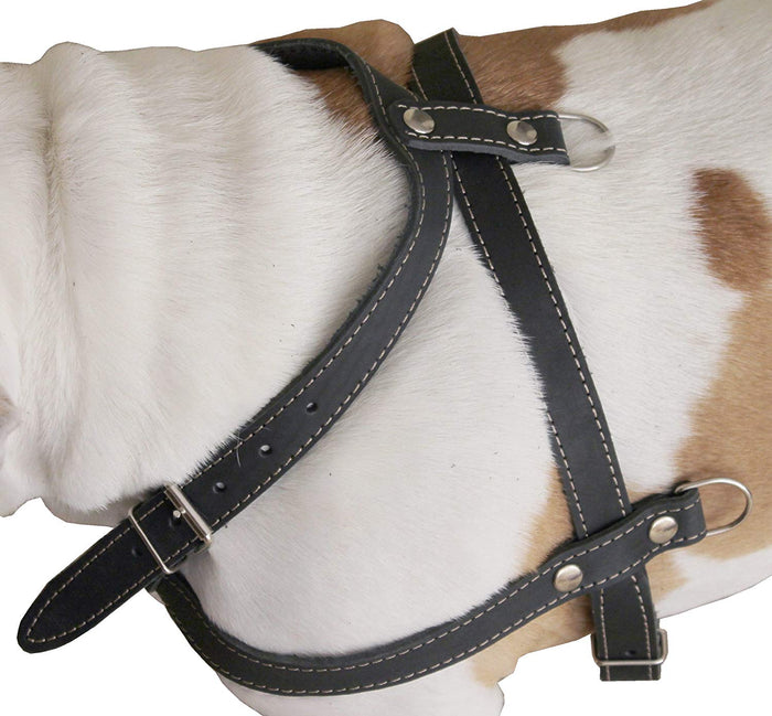 Leather Dog Pulling Walking Harness . 33"-37" Chest, 1" Wide Straps. Pitt Bull, Boxer