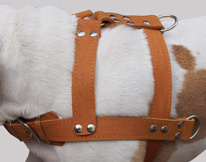 Orange Genuine Leather Dog Pulling Harness 33"-37" Chest Size 1.5" Wide Straps Cane Corso Rottweiler