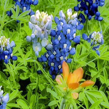 Painting a Bluebonnet II