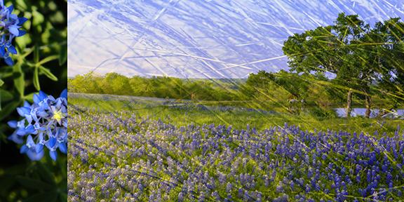 Ponies In Bluebonnets