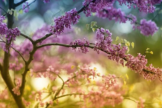 Redbud