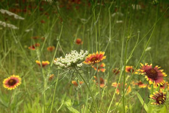 Wildflower Study II