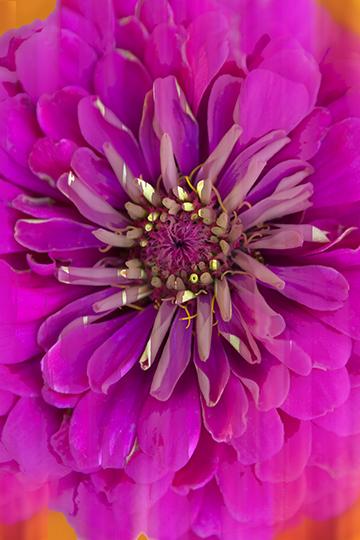 A Natural Pink