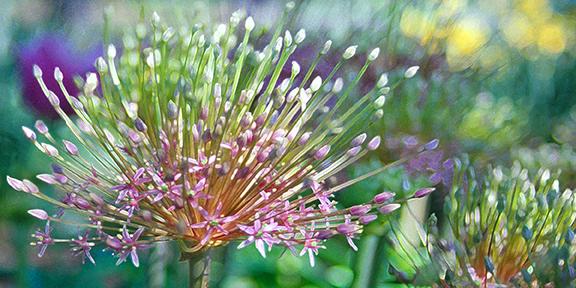 Allium Meadow