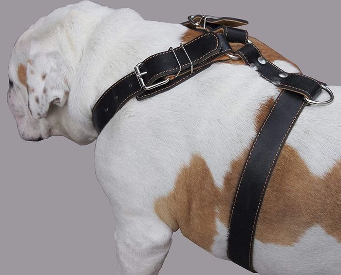 Black Genuine Leather Dog Harness. 28"-34" Chest, 1.5" Wide Straps, Rottweiler, Bulldog