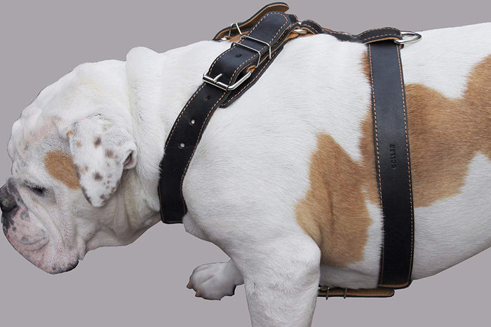 Black Genuine Leather Dog Harness. 28"-34" Chest, 1.5" Wide Straps, Rottweiler, Bulldog