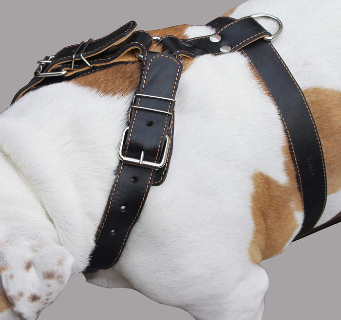 Black Genuine Leather Dog Harness. 28"-34" Chest, 1.5" Wide Straps, Rottweiler, Bulldog
