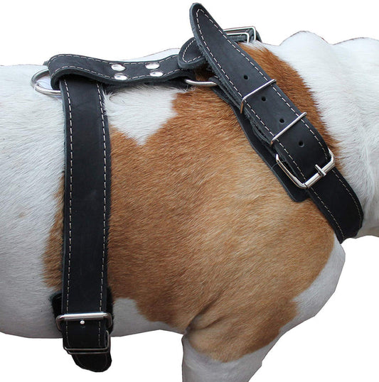Black Genuine Leather Dog Harness, 35"-40" Chest, 1.5" Wide Straps Mastiff Great Dane