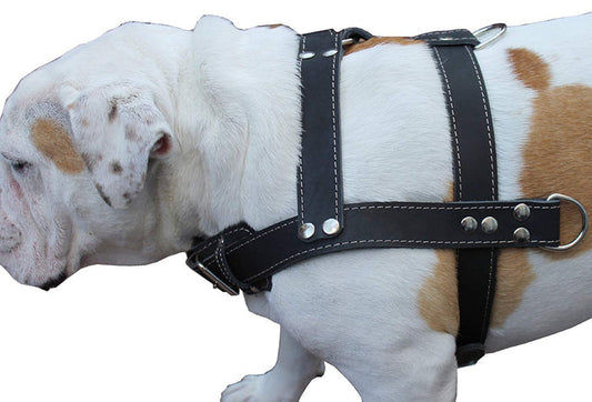 Black Genuine Leather Dog Pulling Harness 33"-37" Chest Size 1.5" Wide Straps, Cane Corso Rottweiler