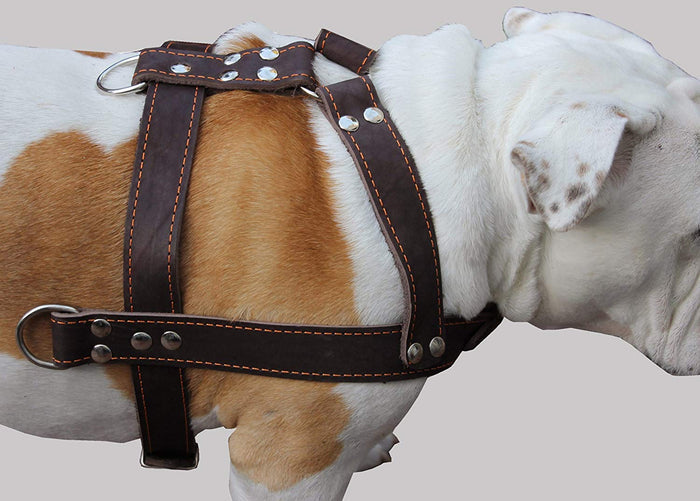 Brown Genuine Leather Dog Pulling Harness 33"-37" Chest Size 1.5" Wide Straps, Cane Corso Mastiff