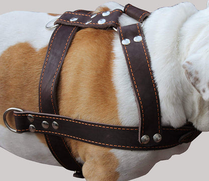 Brown Genuine Leather Dog Pulling Harness 33"-37" Chest Size 1.5" Wide Straps, Cane Corso Mastiff