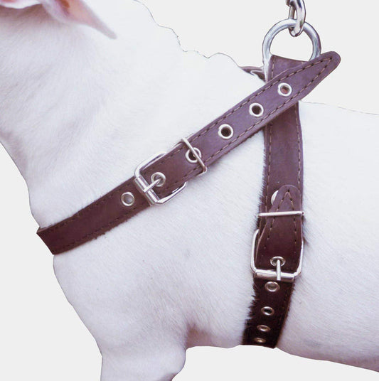 Brown Leather Dog Harness Medium. 21"-25" Chest, 1" Wide Straps