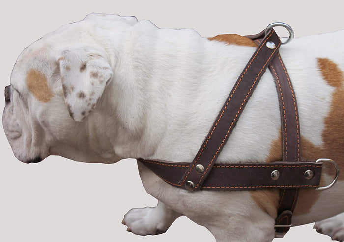Brown Leather Dog Pulling Walking Harness Large. 31"-35" Chest, 1.5" Wide Straps
