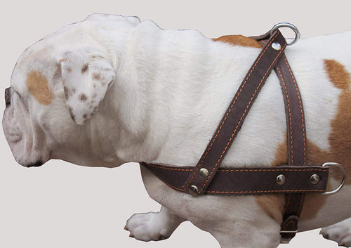 Brown Leather Dog Pulling Walking Harness Large. 31"-35" Chest, 1.5" Wide Straps