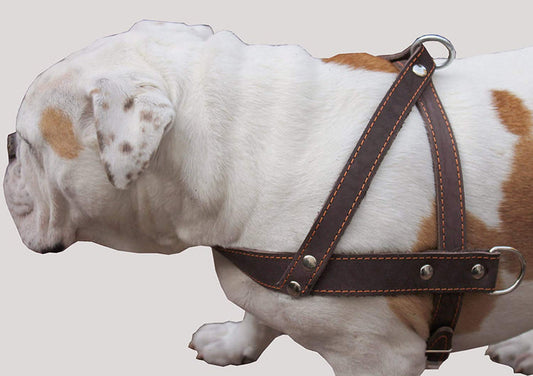 Brown Leather Dog Pulling Walking Harness Large. 31"-35" Chest, 1.5" Wide Straps