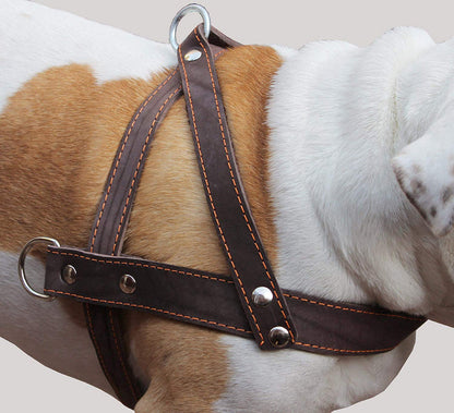 Brown Leather Dog Pulling Walking Harness Large. 31"-35" Chest, 1.5" Wide Straps