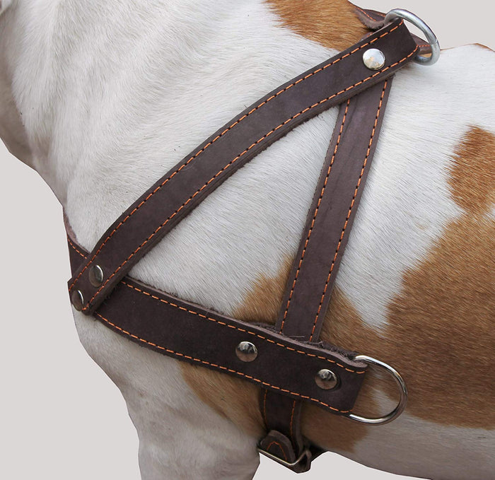 Brown Leather Dog Pulling Walking Harness Large. 31"-35" Chest, 1.5" Wide Straps
