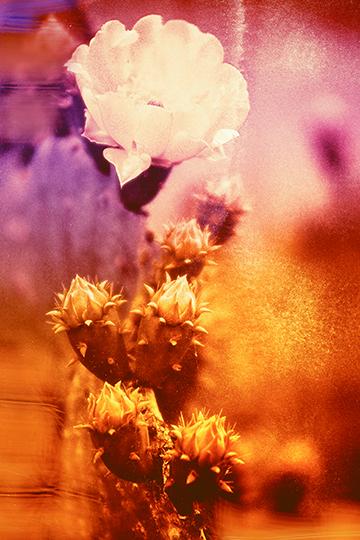 Cacti 63