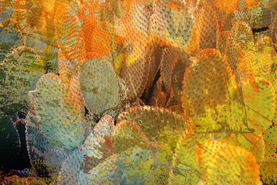 Cacti Sunrise