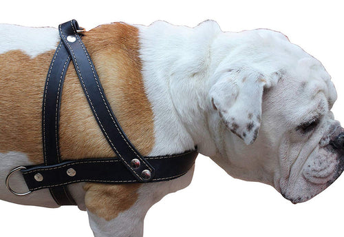 Genuine Black Leather Dog Pulling Walking Harness Large. 31"-35" Chest, 1.5" Wide Straps