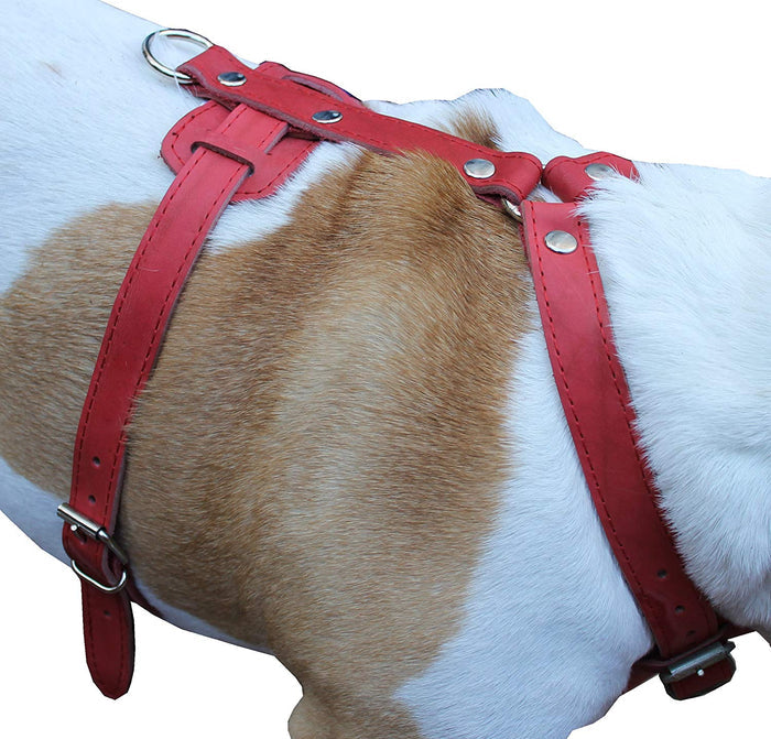 Genuine Leather Dog Harness, 33"-41" Chest, 1" Wide Straps Doberman, Great Dane