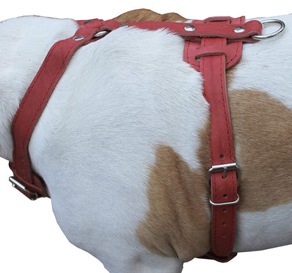 Genuine Leather Dog Harness, 33"-41" Chest, 1" Wide Straps Doberman, Great Dane