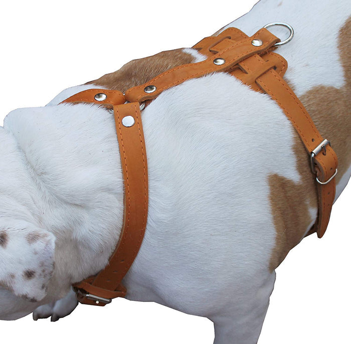 Genuine Leather Dog Harness, 33"-41" Chest, 1" Wide Straps Newfoundland, Great Dane