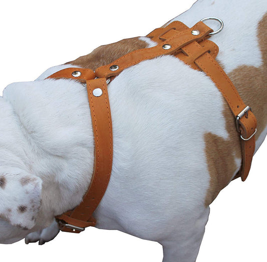 Genuine Leather Dog Harness, 33"-41" Chest, 1" Wide Straps Newfoundland, Great Dane