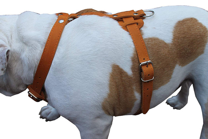 Genuine Leather Dog Harness, 33"-41" Chest, 1" Wide Straps Newfoundland, Great Dane