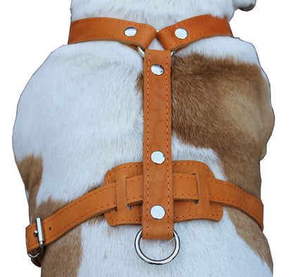 Genuine Leather Dog Harness, 33"-41" Chest, 1" Wide Straps Newfoundland, Great Dane