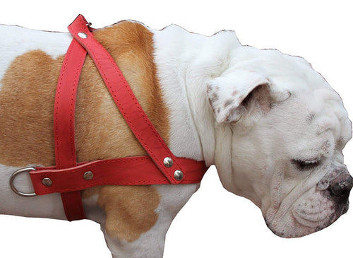 Leather Dog Pulling Walking Harness . 31"-35" Chest, 1.5" Wide Straps. Pitt Bull, Rottweiler