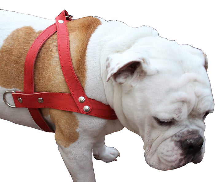 Leather Dog Pulling Walking Harness . 31"-35" Chest, 1.5" Wide Straps. Pitt Bull, Rottweiler