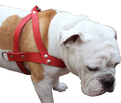 Leather Dog Pulling Walking Harness . 31"-35" Chest, 1.5" Wide Straps. Pitt Bull, Rottweiler