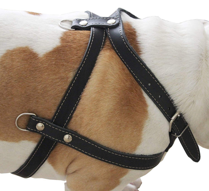 Leather Dog Pulling Walking Harness . 33"-37" Chest, 1" Wide Straps. Pitt Bull, Boxer