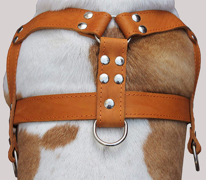 Orange Genuine Leather Dog Pulling Harness 33"-37" Chest Size 1.5" Wide Straps Cane Corso Rottweiler