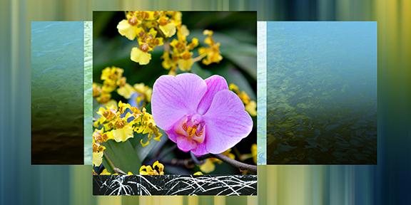 Orchid Dance