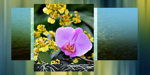 Orchid Dance
