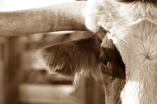Pima the Longhorn
