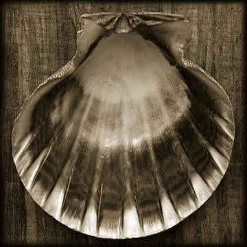 SeaShell V