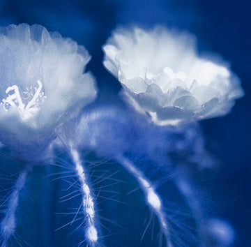 Symphonic Blue