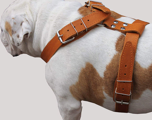 Tan Genuine Leather Dog Harness, Large. 35"-40" Chest, 1.5"Wide Straps Mastiff Great Dane
