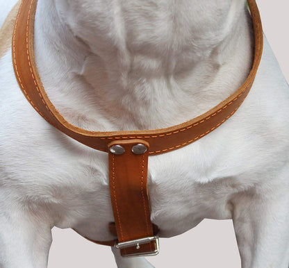 Tan Genuine Leather Dog Harness, Large. 35"-40" Chest, 1.5"Wide Straps Mastiff Great Dane